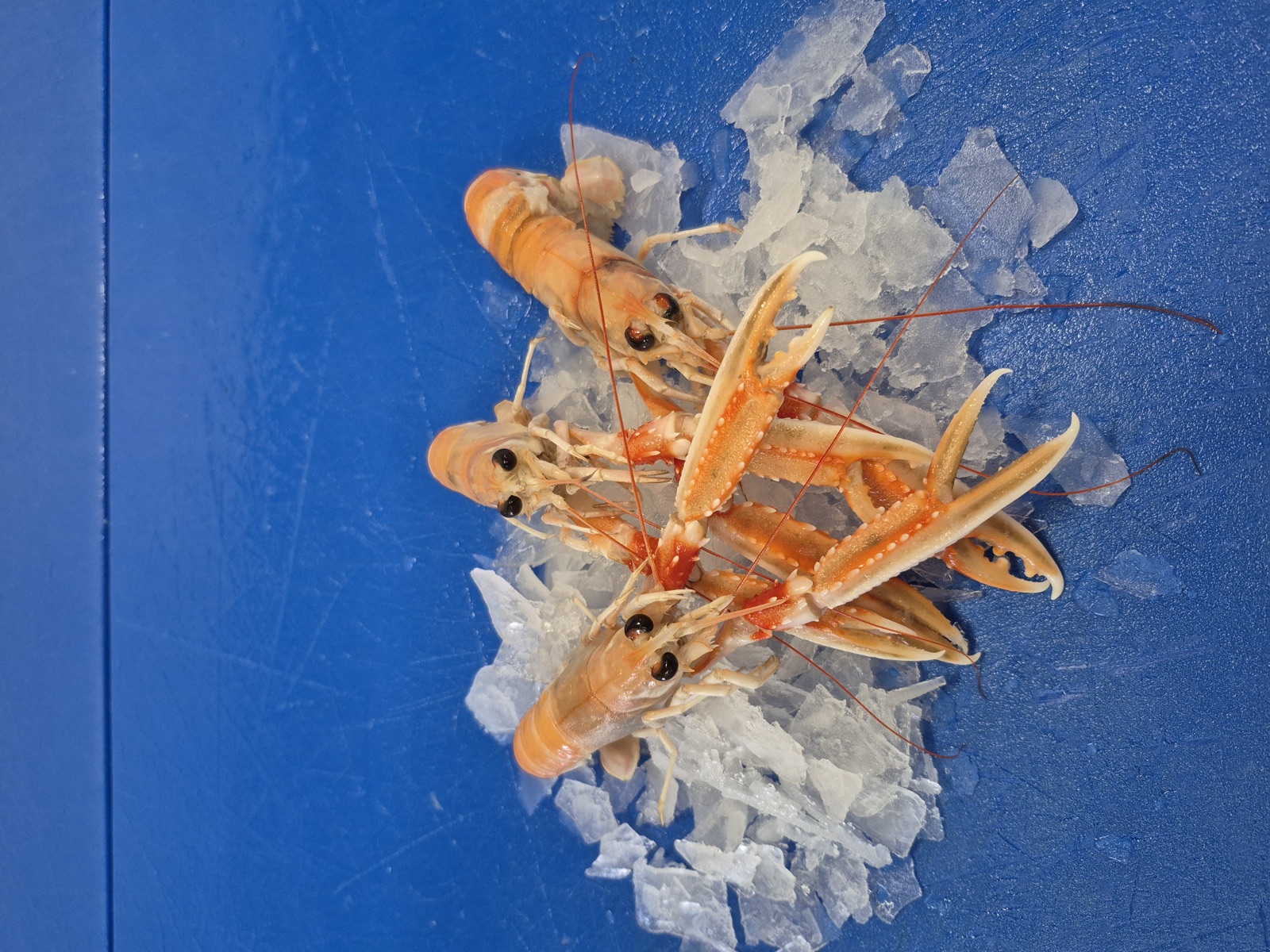 Verse langoustines op ijs